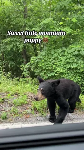Hey there. Trying to contact you about your cars extended warranty 😂🥹🐻 #bear #virginia 