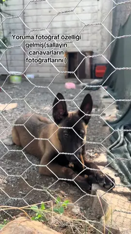 #CapCut #latte #belçikakurdu #malinois #mali 