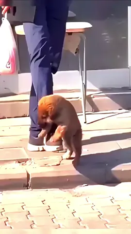 Stray Puppy Looks love on the street 🥺 #puppy #Love #street 