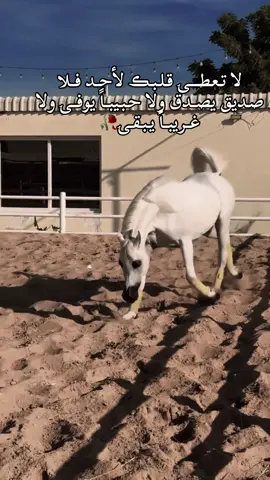 #خيل_وخياله🐎 #CapCut #خيل_عربي_اصيل🐎🐎 #خيل_وخياله🐎🖤ماشاءالله_اللهم_بارك🧿♥️ #فروسية #مالي_خلق_احط_هاشتاقات #تصميم_فيديوهات🎶🎤🎬 #طلعوهه_آكسبلور #اقتباسات_عبارات_خواطر🖤🦋❤️ #تصميمي❤️ #تبك_توك_عرب #اكسبلور #fyp #ستوريات #ستوريات #ترندات_تيك_توك #مليون_مشاهدة❤ #viral #اكسبلورexplore #هاشتاقات_تيك_توك_العرب #تيك_توك_اطول 