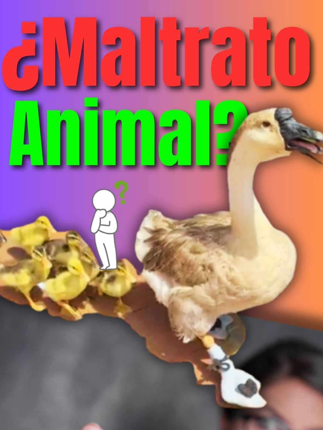 EL PATO QUE SE HIZO VIRAL EN PIEDECUESTA  #VIRAL #ANIMALES #chisme #pato #piedecuesta #denuncias