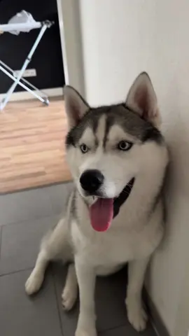 Nur fluff…🐶