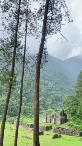 saik pisan #djharisnugraha #djbonsai #bergpuntang #xybca 