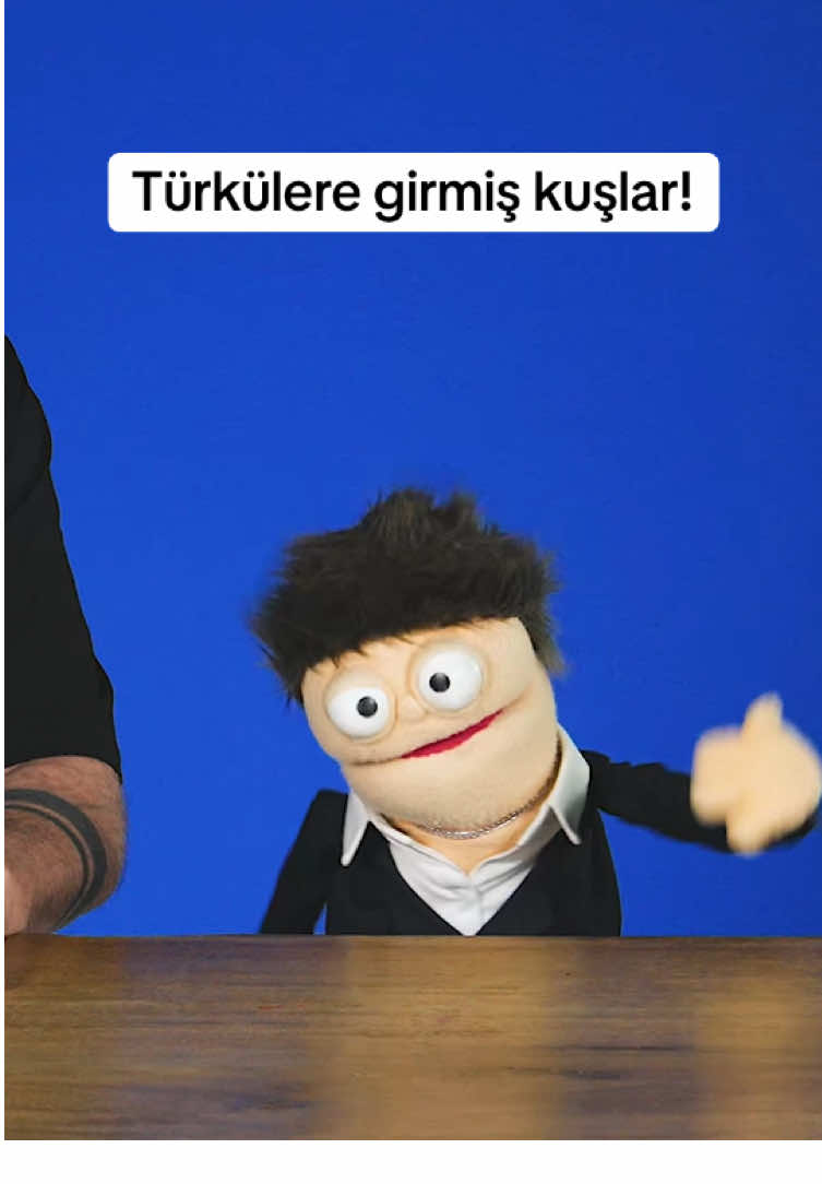 MİTOLOJİ, KUŞ TÜRLERİ, ZEUS, ROMA, CENNET MAHALLESİ, SEZEN AKSU, KEKLİK, YIRTICILAR, YAREN LEYLEK #kuklakabare #dayı #nihatmaça