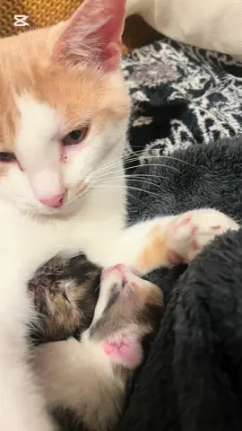 #kittenlover #catlove #furbabies #catsoftiktok 