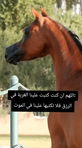 #محموددرويش #مشاهير_تيك_توك_مشاهير_العرب #جارتي_العجوز_تقول_لـي #محضوره_من_الاكسبلور_والمشاهدات #الكويت🇰🇼 #شاعرالشرق #الامارات_العربية_المتحده🇦🇪 #الامارات_العربية_المتحده🇦🇪 