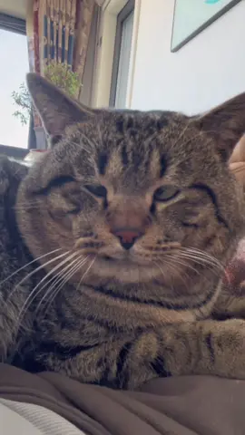 #cats