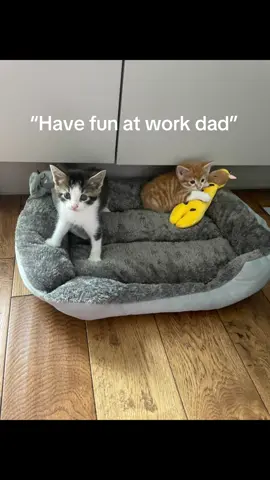 Work with dad ⚡️ #kittensatwork #kittensoftiktok #electicians #kittens 