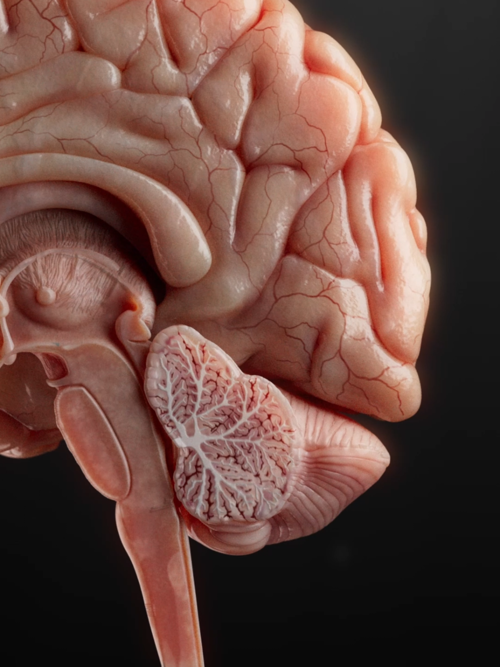 We are Atomedge. We've created one of the most anatomically accurate and ethically developed 3D  human model. From tranquil anatomical visuals to stunning regional breakdowns, our team blends science, art, and technology to create beautiful, engaging educational content that brings anatomy to life. This model is for sale for all of the medical professionals, students and content creators who are just as obsessed with anatomy as we are. Available on our webite. Link in bio.