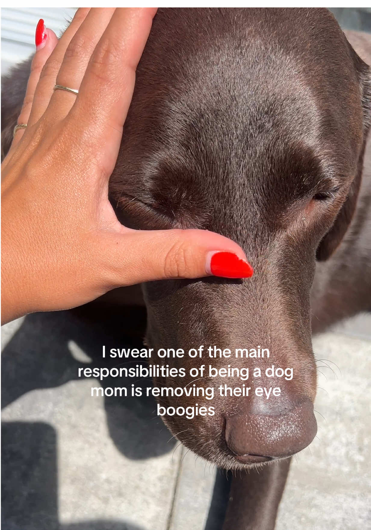 Can't have my girl walking around with eye boogies! #dogmom #dog #labrador #labradorretriever #dogsoftiktok #labradorretrieversoftiktok #labradorretrievers #labradorlife #chocolatelab #chocolatelabrador #chocolatelabs #chocolatelabsoftiktok #funnydog #dogtok 