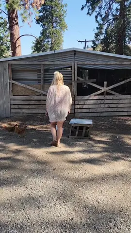 Good Morning Everyone! (Quick Lucky update at the end)  #chickentok #farmtok 