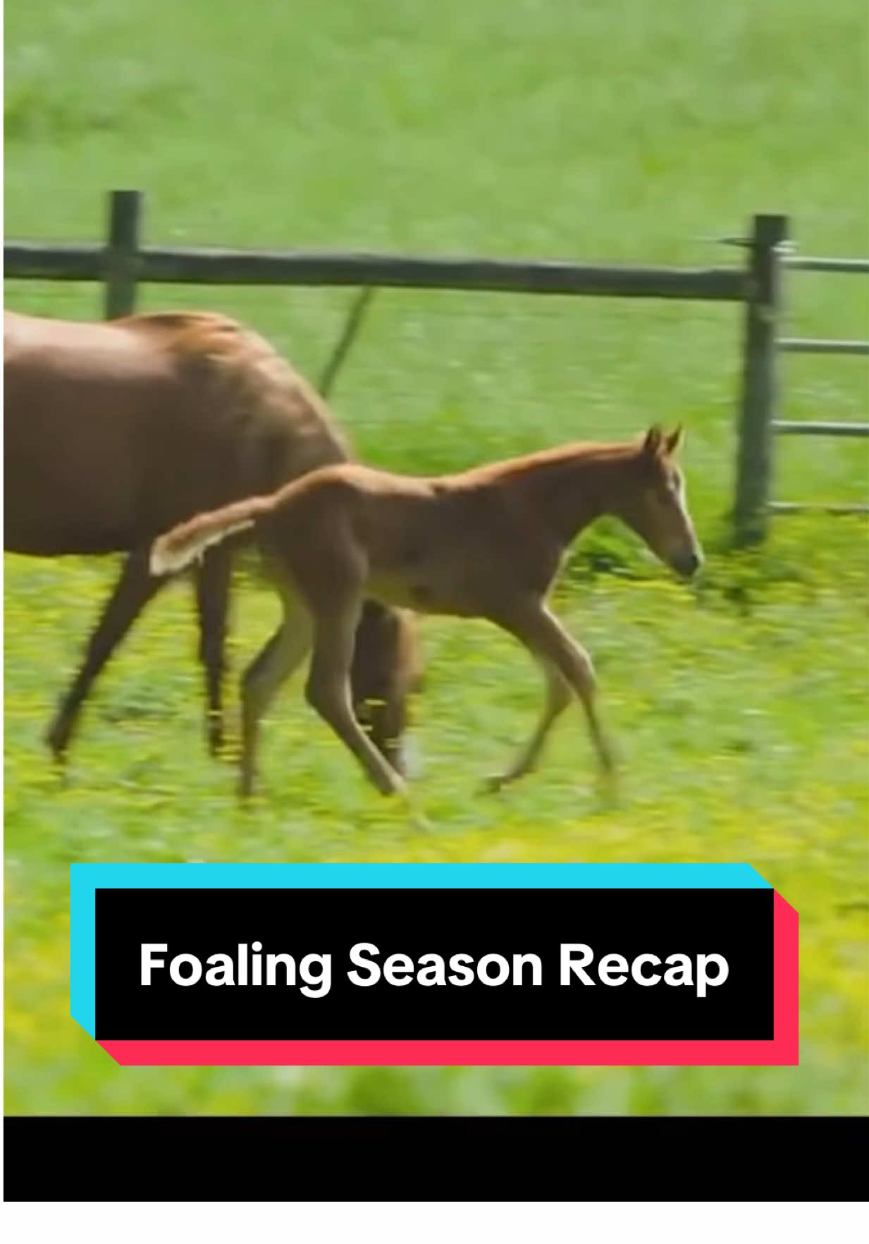 Watch the full 2025 foaling season recap on my YT channel!🐴💕 #foalsoftiktok #foalsof2025 