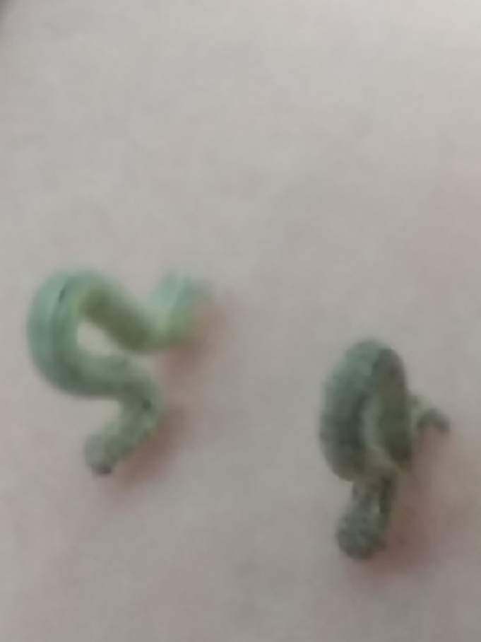 i love theses guys #bugtok #inchworm #caterpillar 