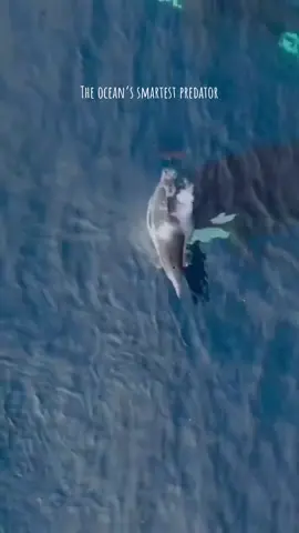 They don’t just hunt, they plan. Orcas use teamwork, strategy, and intelligence to dominate the ocean. Apex predators not by strength alone, but by mind. This is nature’s most calculated hunter 😳 #orcas #ocean #wildlife #oceanlife #naturetok #animalsoftiktok #fyp 