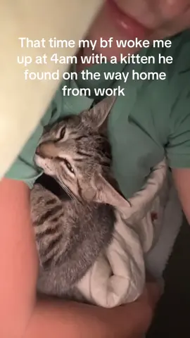 We kept him. #cats #cattok #kitten #foundkitten #catdistributionsystem 
