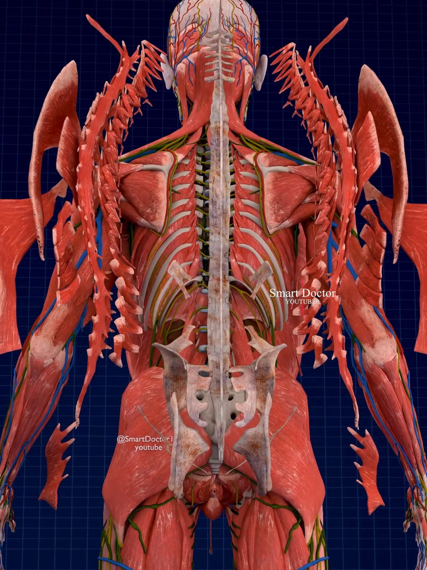 Layered Anatomy of the Back 💪 . . . . . . . The intricate structure of the back, focusing on its layered anatomy. Superficial Muscles: Discover the role of the outermost muscles in movement and stability. Deeper Muscles: Learn about the deeper muscle layers that provide essential support and aid in spinal alignment. Vertebrae: Explore how these bones protect the spinal cord and serve as anchor points for muscles. Spinal Cord: Understand the significance of the spinal cord as part of the central nervous system and its vital functions. Internal Organs: Finally, we'll discuss how these structures house and protect essential internal organs. . . #smartdoctor #smartdoctor1 #3Danatomy #InsideTheBody #anatomy #medical #medicine #doctor #health #healthcare #3Danimation #medicalstudent #humananatomy #physiology #surgery #explore #pathology #medicalanimation #medicaleducation #medstudentlife