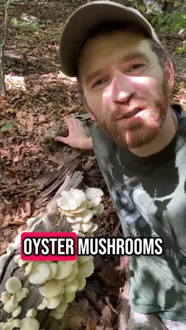 With all this rain, you’re bound to find something good to eat in the woods if you go looking! #oystermushrooms #foraging 