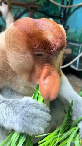 Proboscis Monkey Amazing  video. #Chimelong Proboscis Monkey Nakula #Come to Chimelong and have fun #Chimelong  Long Wildlife World #OriginalVideo  #长隆长鼻猴纳库拉 #来长隆放开玩 #长隆野生动物世界 #原创视频 