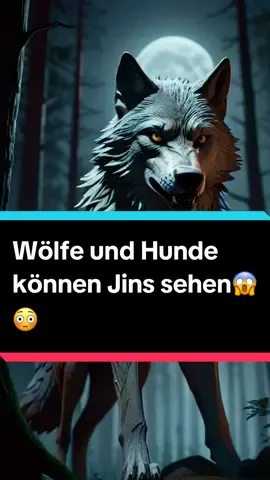 #wolf #hund #muslim #dus #islamic_video #fürdich #fouryou #fyf #wusstestdu 