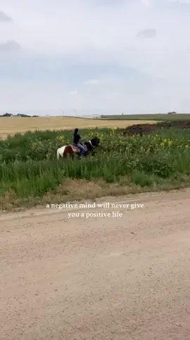#horsesoftiktok #fyp #sunflowers #colorado 