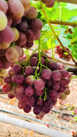 Red globe grapes (රතු මිදි) 🩷😁
