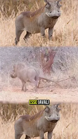 O javali só quer brilhar… até na marcha à ré!  #MomentoJavali #SavanasEmShow #FugaComEstilo