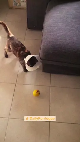#cat #catsoftiktok #catlovers #cats #funnycats #catlover #funnycat #fyp 