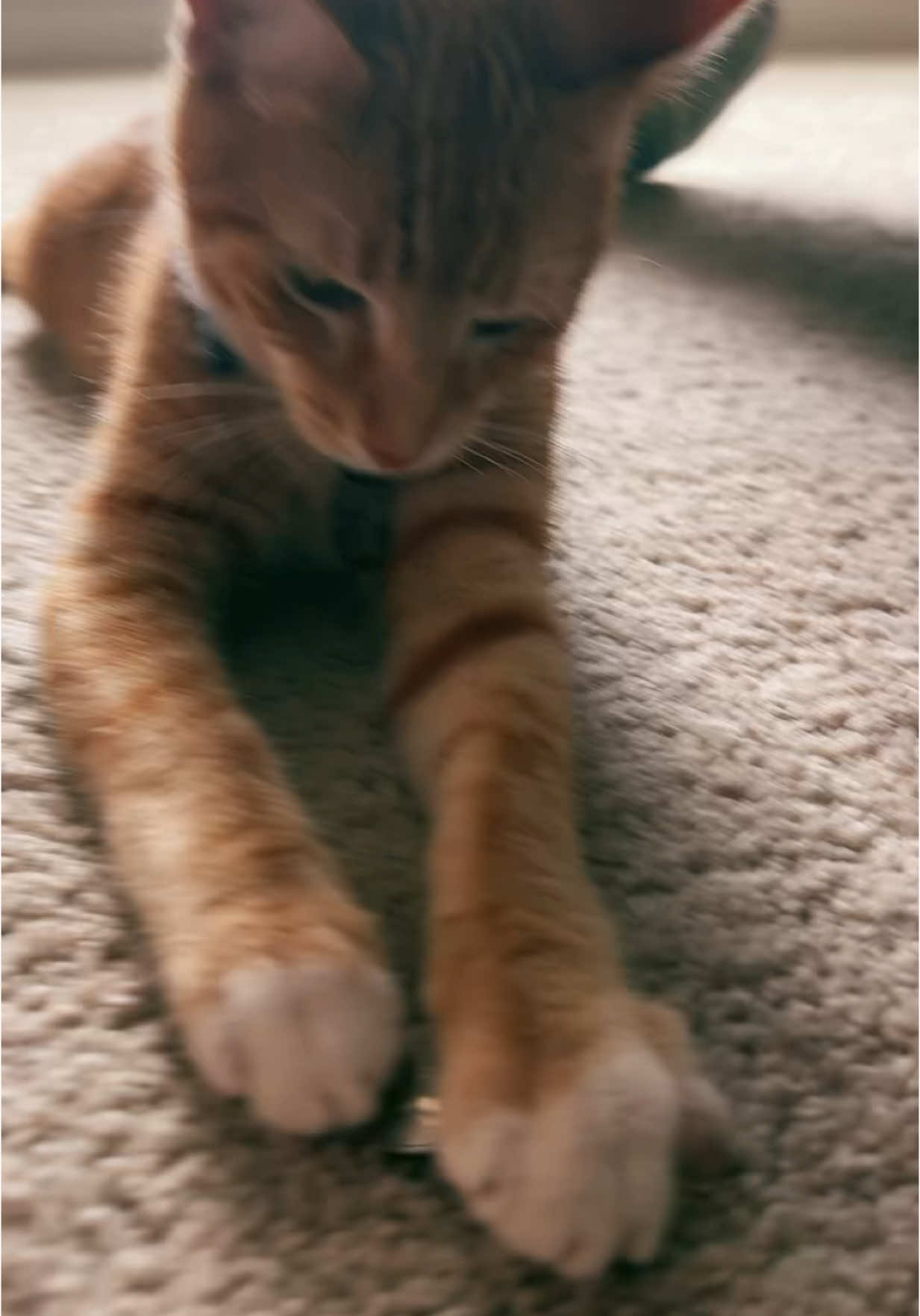 #catsoftiktok #catmom 🤣🤣🤣