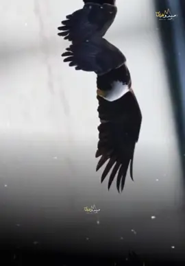 #CapCut الجبر بيجي بعد الصبر ☝️👌🔥🖤🦅#🦅🦅🦅 #ترندات_تيك_توك #مشاهير_تيك_توك #متابعه_ولايك_واكسبلور_احبكم #هاشتاقات_تيك_توك_العرب #الشعب_الصيني_ماله_حل😂😂 
