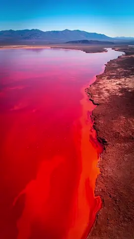 Imagine a lake so deadly... it turns animals into stone. 💀 Welcome to Lake Natron, a surreal blood-red lake in Tanzania where nature writes its own horror story. This lake isn’t poisonous in the way you think—its water has such a high alkaline level, it literally preserves animal remains, mummifying them in place. But here’s the twist… flamingos thrive in this environment. 🦩 It’s the only place where lesser flamingos breed safely—because the harsh conditions scare off predators. From the skies, it looks like Mars. On the ground, it’s like stepping into a myth. This is one of Earth’s most haunting natural wonders. Would you stand at the edge of it? 👉 LIKE if you’ve never heard of this place. 💬 COMMENT below: Would you visit Lake Natron—Yes or No? 🔔 SUBSCRIBE for more unbelievable places on Earth.  #lakenatron  #viralnature  #creepyplaces  #weirdearth #africatravels  #naturefacts  #flamingos  #youwontbelievethis  #shorts 