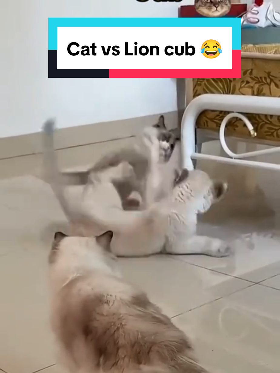 Cat Vs BabyLion 😂 #cat #funnycat #babylion #fyp