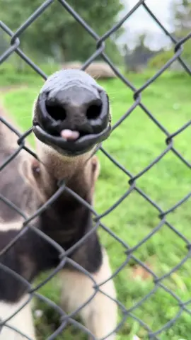 Have you ever seen a giant anteater’s tongue? #giantanteater #anteater #funnyanimals #coolanimals #animalencounters 