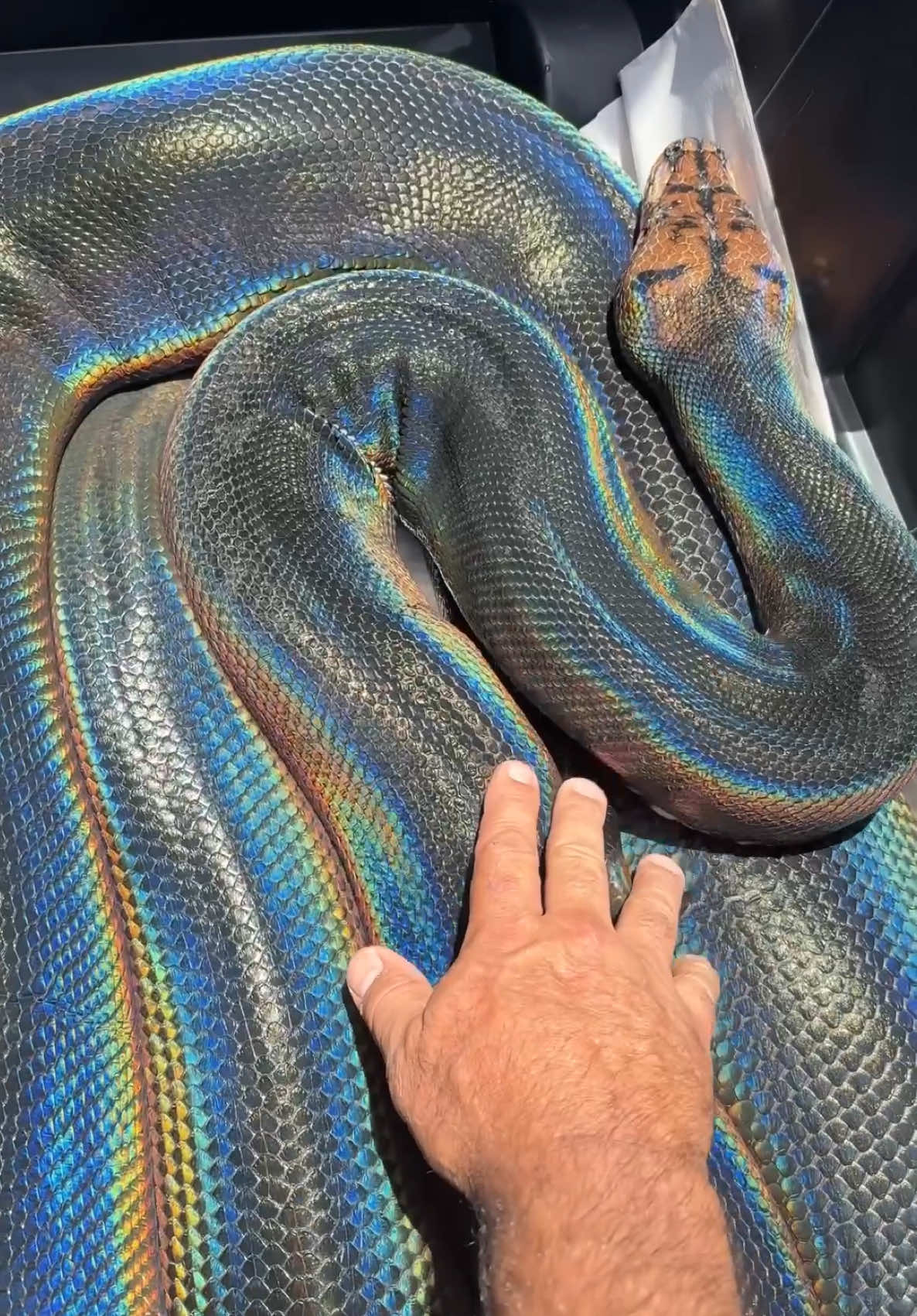 Nature can both be cruel and beautiful🤩 This big rainbow python is absolute beauty and the sun really brings out those vibrant colors she has🙌  She is truly a one of a kind beauty and and I can't but appreciate it🙌