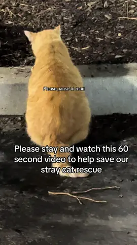 Times are so tough. We are facing eviction, lost my job and the poor cats are going hungry. Some of the colonies haven’t had any food for 3-4 days. Please if you can donate anything no donation is too small. Or if you can’t donate you can help us so much by sharing, liking and commenting on our videos. Our rescue is struggling to keep their doors open. #Cat #Cats #Kitten #Kittens #Stray #StrayCat #StrayKittens #PurrrrfectPawsRescue #PurrrrfectPaws #TNR #Donation #Donation #AmazonWishList #PayPal #Venmo #CashApp #Zelle #Help 
