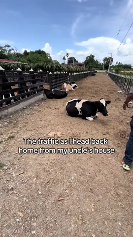 Traffic 🐄 🇩🇴 #jarabacoa 