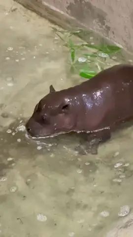 This guy is loving his indoor pool. We can’t wait to see him in his outdoor pool! Unlike their larger Nile cousins, pygmy hippos don’t spend all day swimming, so their toes are less webbed to help them walk through muddy forests and swamps! 🦛✨ #hippo #babyhippo #pygmyhippo 