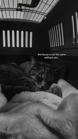#petloss #childhoodpet #cat #fyp #viral 