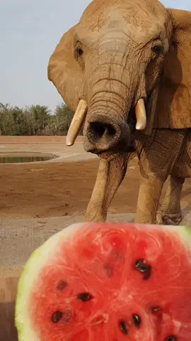 Asmr, Elephant, Eating🤣#funnyvideos😂 #funnyanimals #fypシ 