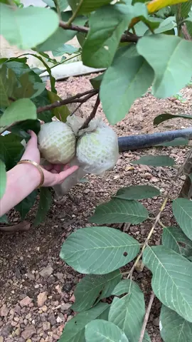 #cut #cutting #fruits #satisfying #asmr #asmrsounds #farm #relexing #guava 