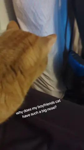 #beezybuzz #fyp #trans #cat 
