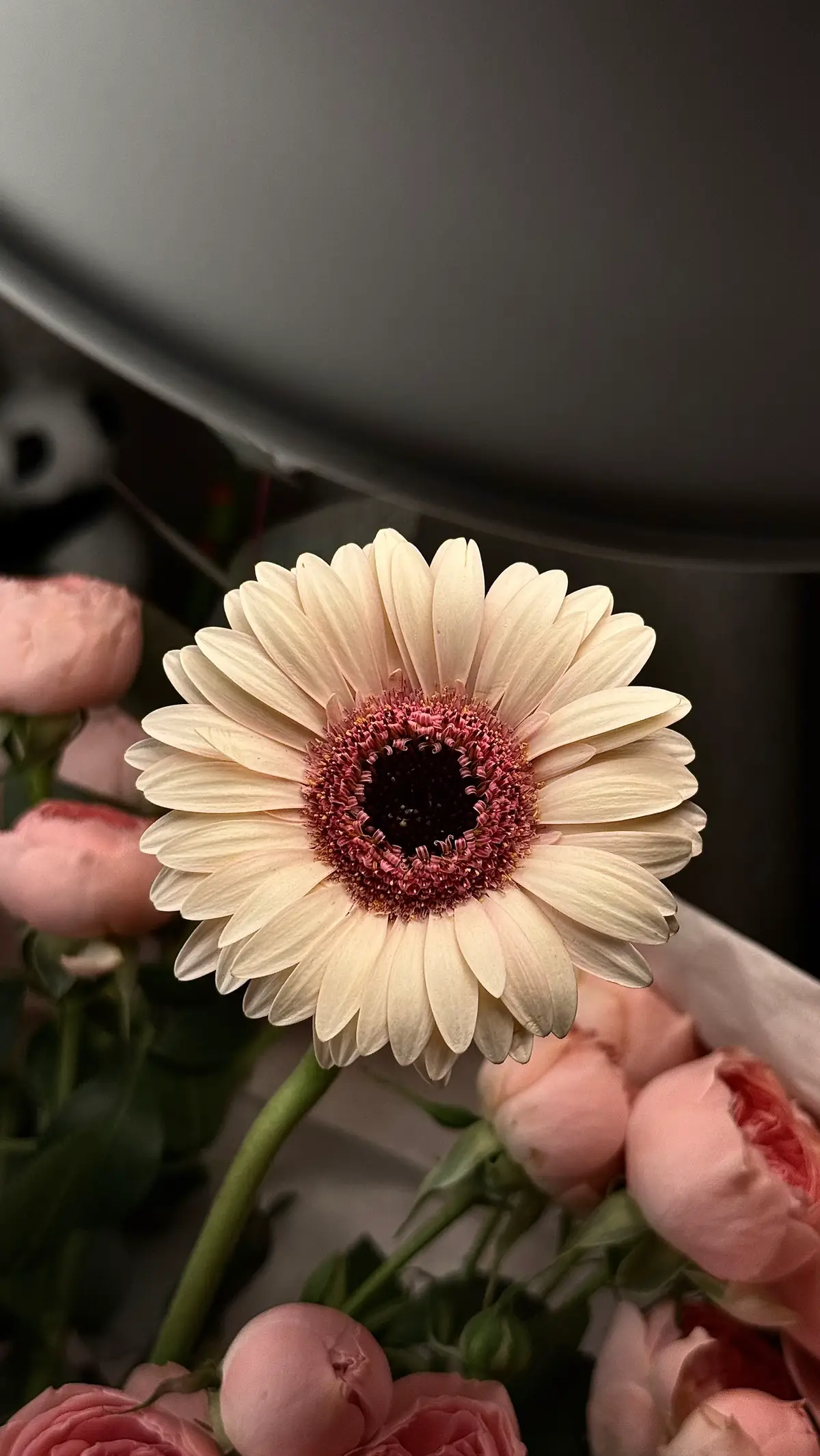 @محل الوردة السابعة -تبوك 