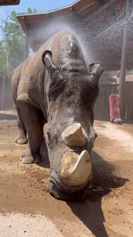Nothing like a mid-day mist to keep a girl cool 💅🧊 Princess has been staying active and comfortable this summer, spending time with her keepers during training sessions and cooling off with afternoon baths and muddy wallows. When temperatures rise, animal care at Utah’s Hogle Zoo kicks into summer mode. From icy enrichment to shaded retreats and chilled pools, our care teams adapt routines to help animals stay cool and comfortable in the heat. 🧊 Read more about cool care at the link in our bio! #utahshoglezoo #hoglezoo #utahsummer #thingstodoinutah #Summer #utah #zooday #zoo