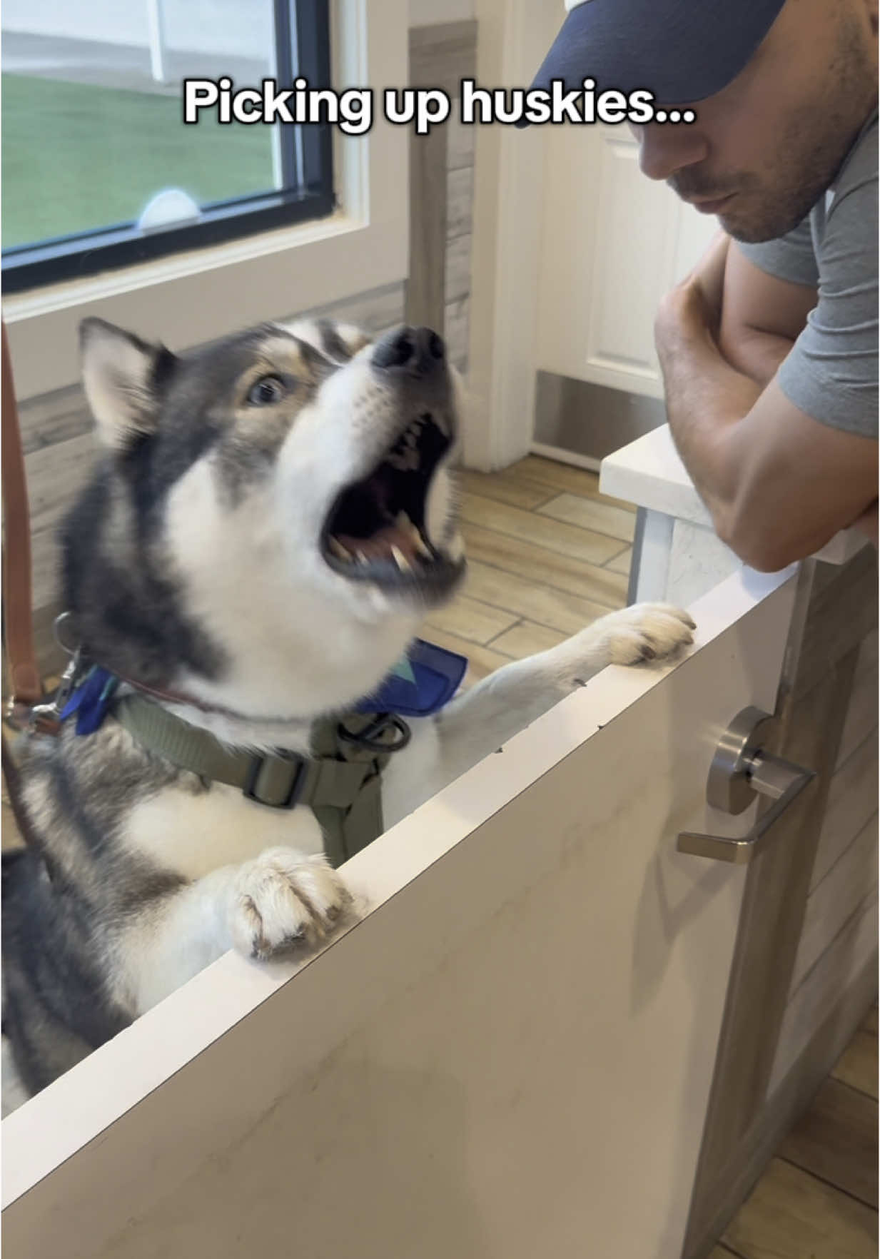 Getting yelled at is a specialty of ours…  #dogsoftiktok #dogsoftiktokviral #husky #goldenretriever #goldenpuppy #puppy #huskies #dogs 