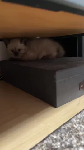 #catsoftheworld #catsofttiktok #catmom #cutecat #haustierliebe #viralcat 