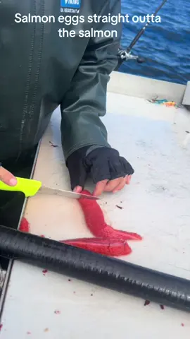 #fishing #fish #fisheggs #cavier #alaska #elfincove #juneau #food #raw #wild #wilderness #deepseafishing 