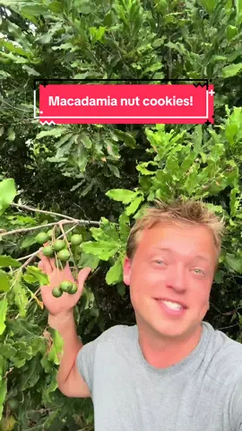 Homemade Macadamia Nut Cookies!#fyp #foryoupage #macadamianuts 