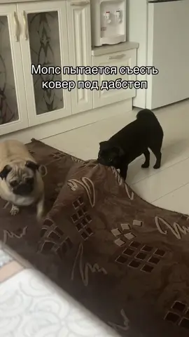 #мопсы #мопс #мопсятки #pug