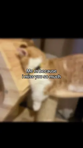 :( #couples #couplegoals #Relationship #girlfriend #boyfriend #cats #CapCut 