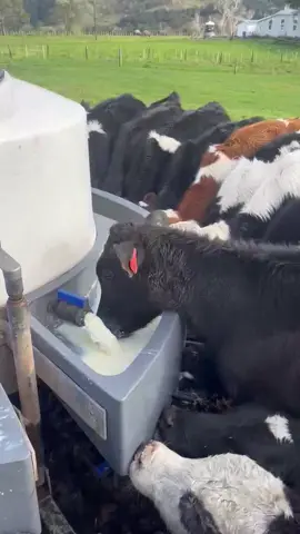 Work smarter not harder - there’s always one that knows how to beat the system 😆😆 #farmlife #smartbaby #calf #calves #autumncalves #farm #lifeonthefarm #winter #wintertime #nz #newzealand #farming #farmtok #ag #agriculture #dairynz #farmingnz #dairyfarm 