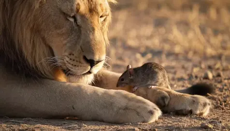 Power of VEO 3. #realistic #ai #veo3 #trend #lion #animallover #foryou 